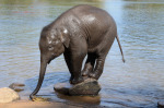 Baby Elephant Playing in River  in Coorg