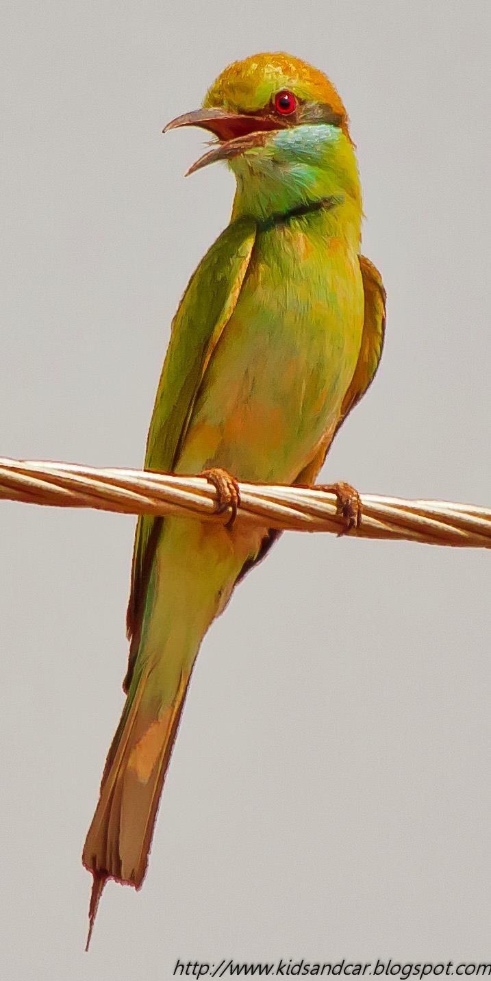 Green Bee Eater - Mrugavani National Park Hyderabad