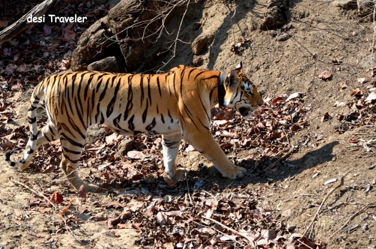 female Tigress with collar and cubs in pench