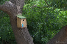 Birds Around Us in Hyderabad