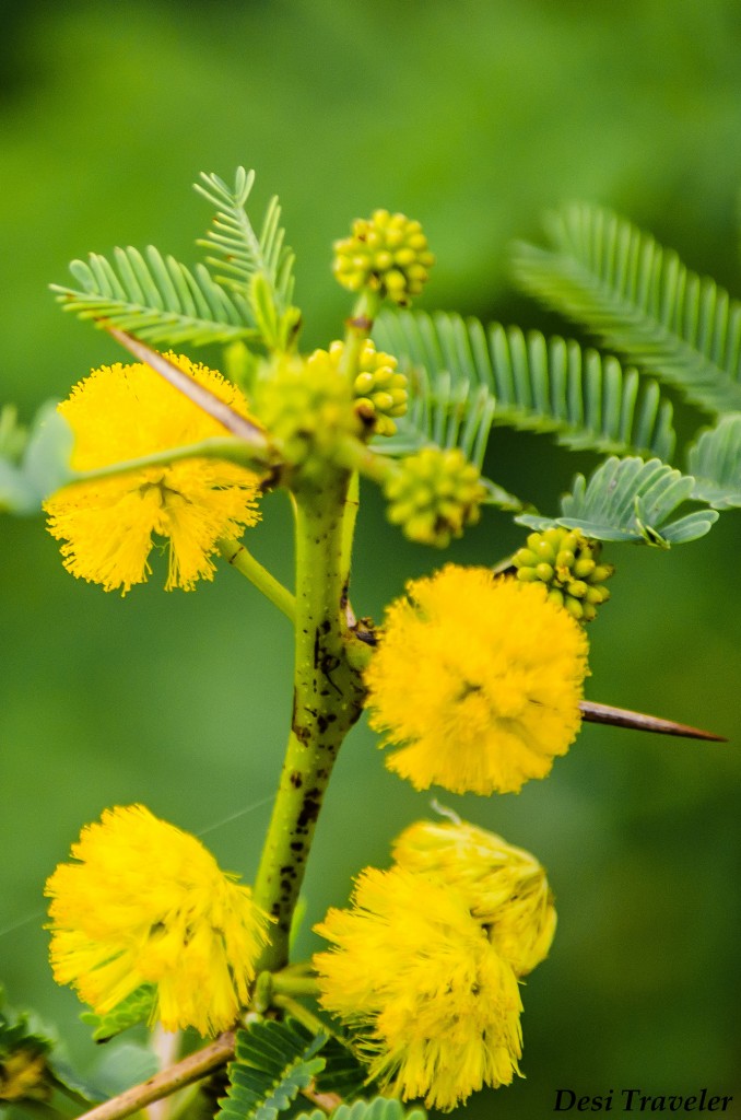 Acacia Flowers in Tal Chapar wild life sanctuary