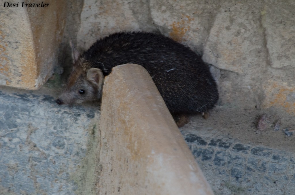 Hedgehog+of+Tal+Chapar+(3) Wildlife Sanctuary