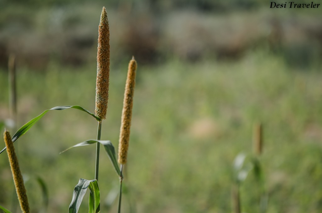 Bajra growing in field in Tal chapar Rajasthan