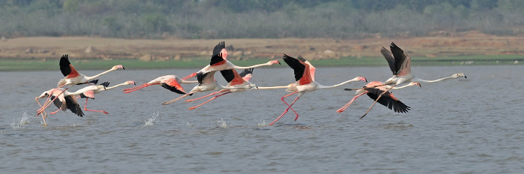 Pink Flamingos at Gandipet Hyderabad