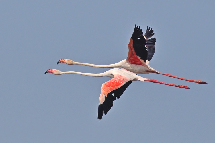 Pink Flamingos in flight at Gandipet Osman Sagar Hyderabad Telangana