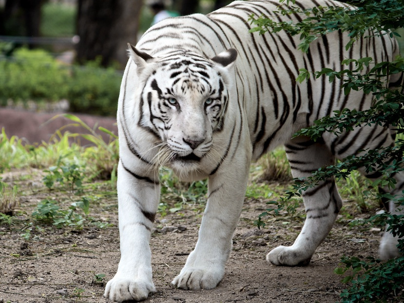 White Tiger Hyderabad Zoo
