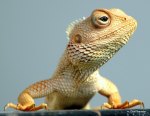 Lizards Seen in Hyderabad in South India