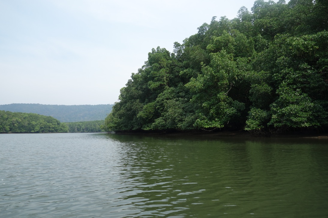 Andaman creek with Mangrove forest