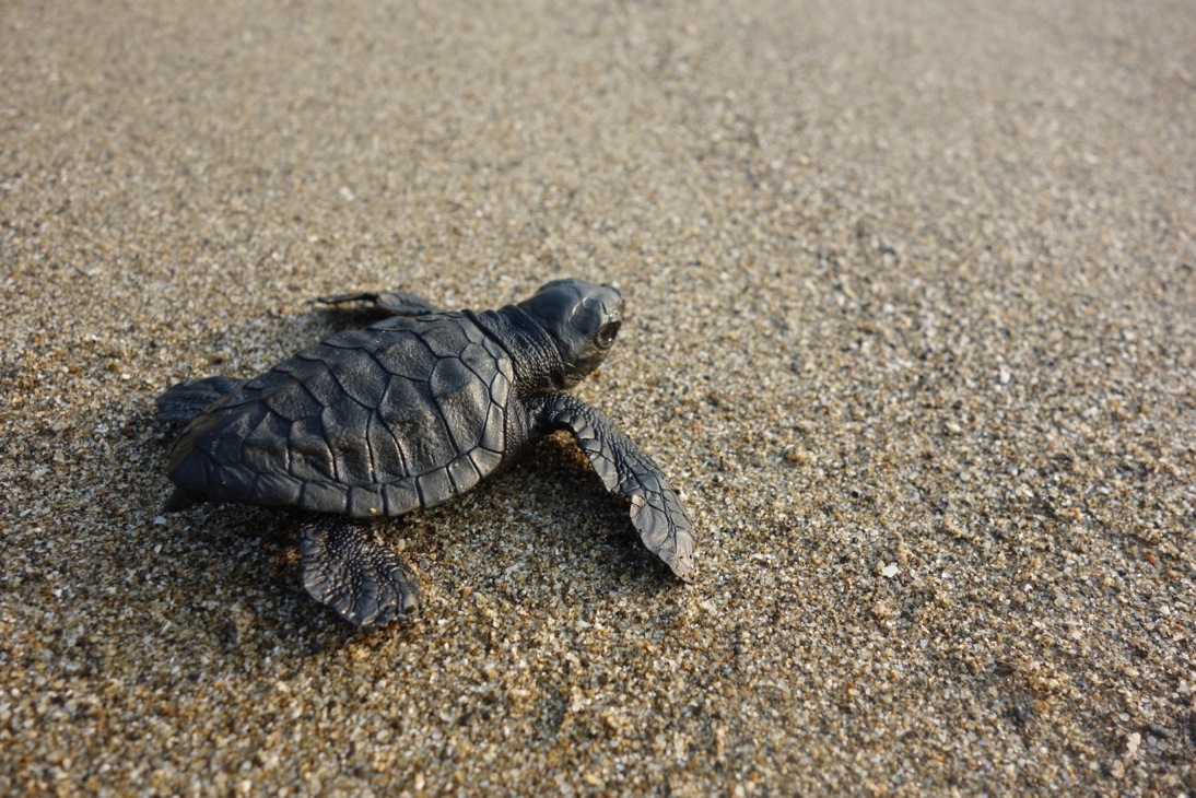 Baby Turtle going to see after hatching in Andamans