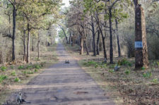 The Legend of the Gond King: The Pillars of Tadoba