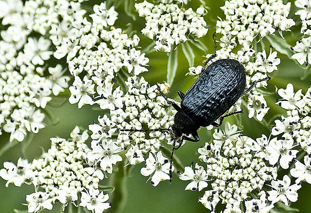 beetle in valley of flowers on white flowers
