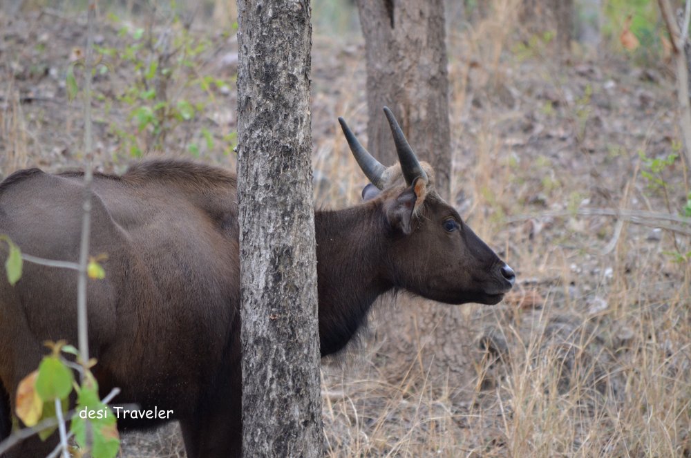indian Bison Pench