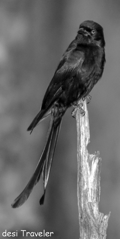 Black drongo Dicrurus macrocercus -Birds of Pench National Park