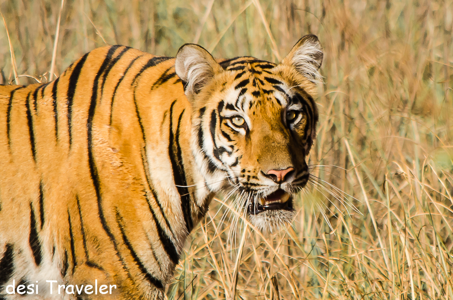 Tiger Closeup Tadoba