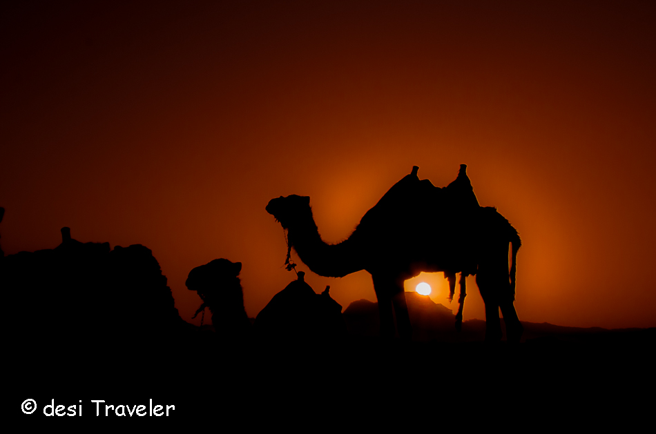 camel in sunset wadi rum jordan