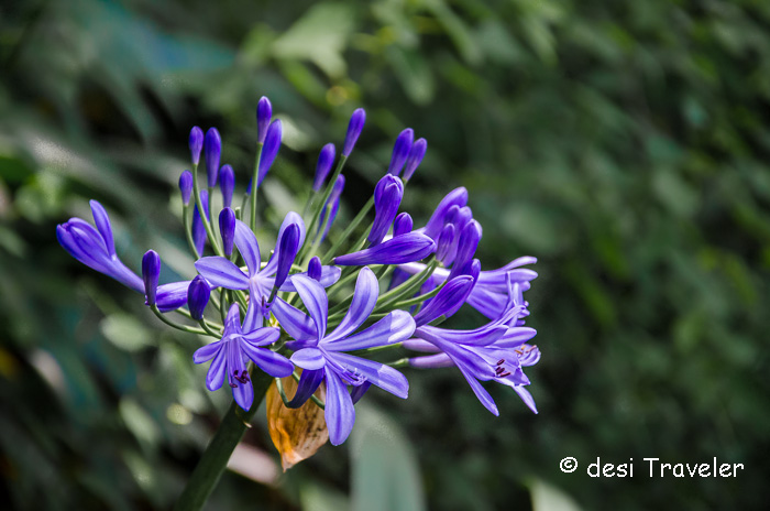 A Blue Himalayan Flower 