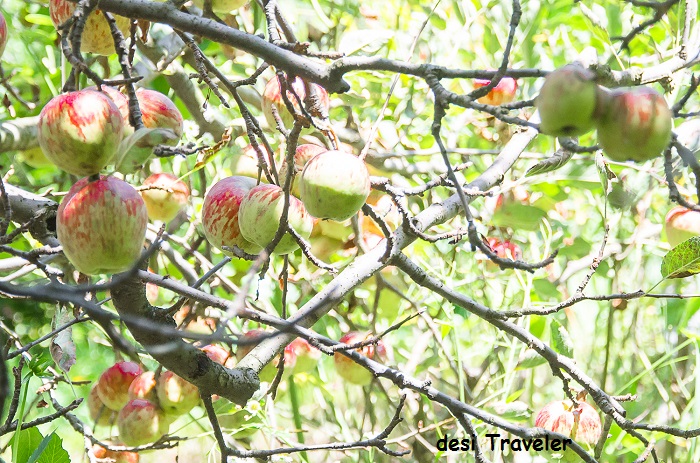 Apples orchard naggar himachal