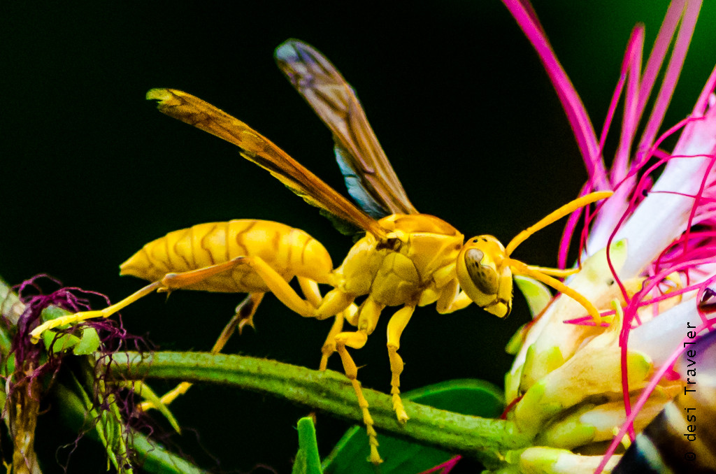 yellow wasp scientific name Ropalidia marginata
