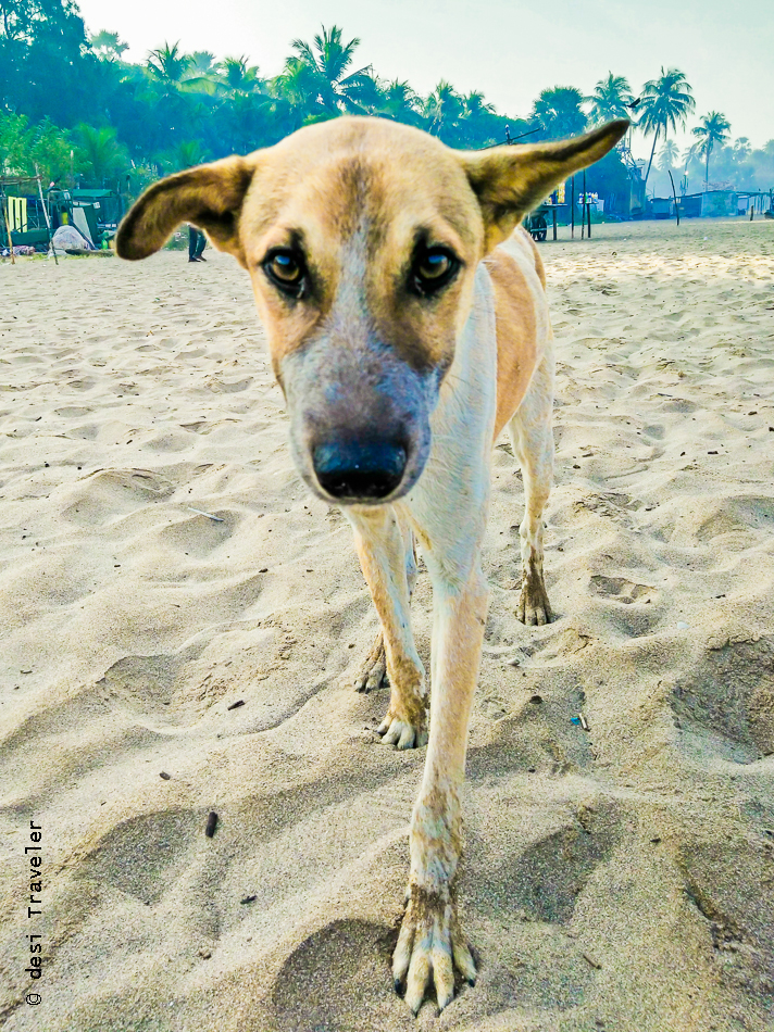 Aksa Beach Dog
