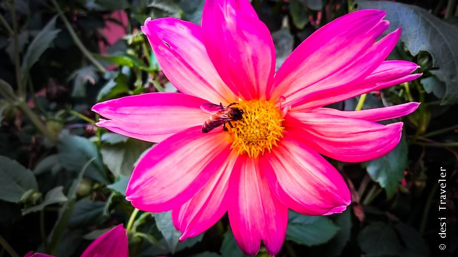 Mughal Gardens Honey bee on flower