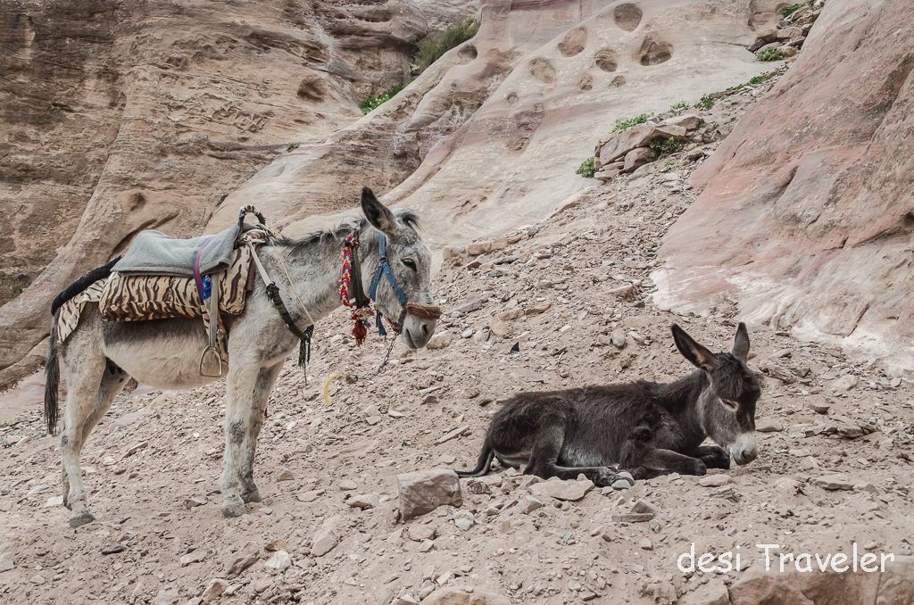 Donkey Foal colt petra