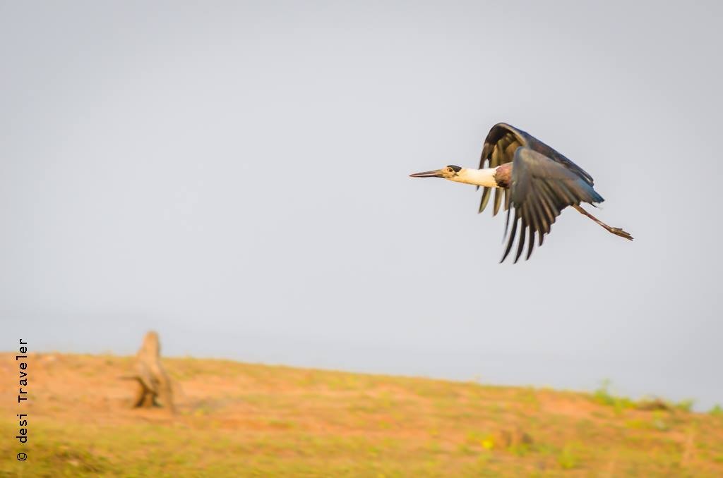 Satpura National Park Bird Watching Wooly Necked Stork
