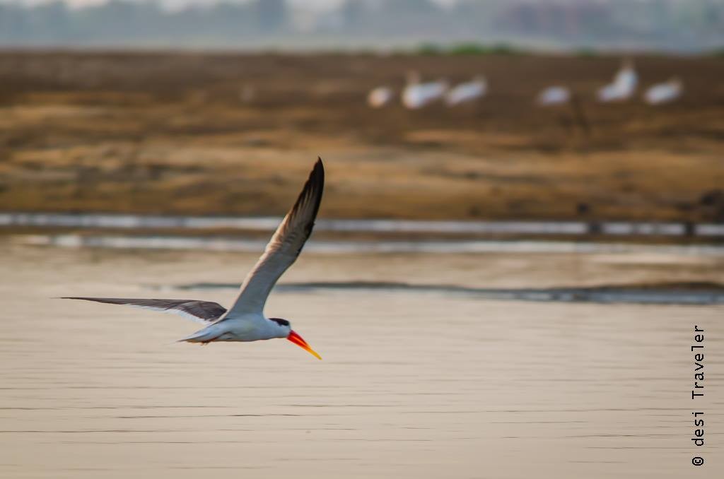 Satpura National Park Birding Indian Skimmer