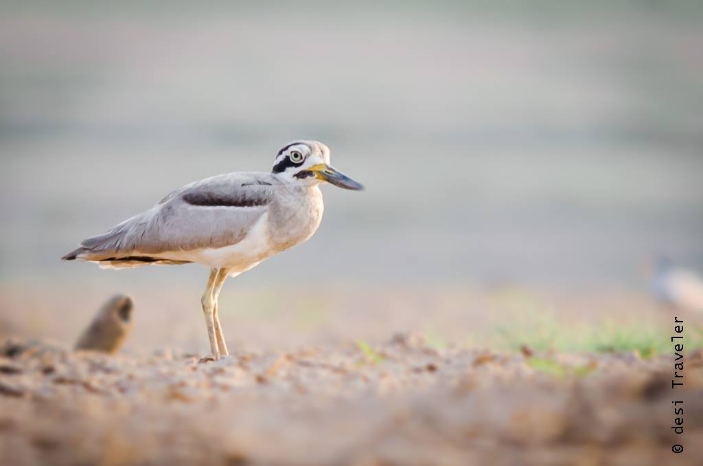 Satpura National Park Birdwatching Thick Knee