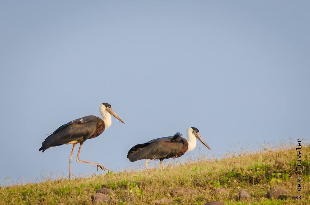 Satpura National Park Wooly Necked Stork Birdwatching
