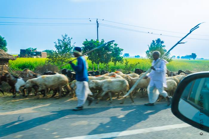 nomadic shephered on rajasthan highway