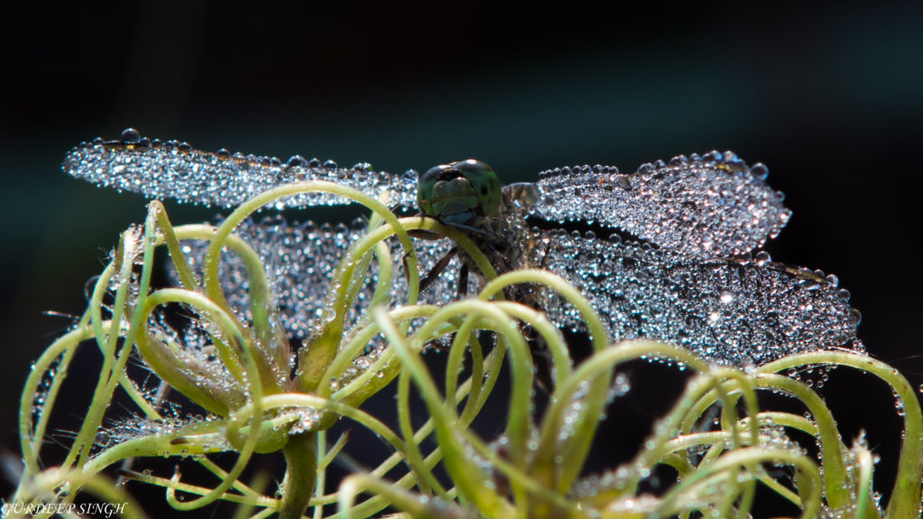 Dragonfly with dewdrops