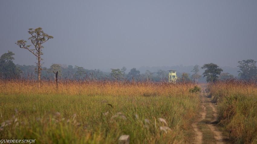 Grasslands of Dudhwa
