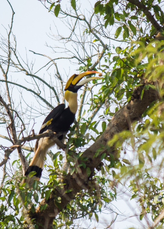 Great Indian Hornbill with seed in beak