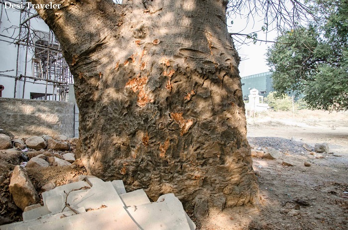 Baobab Tree Nanakramguda Village