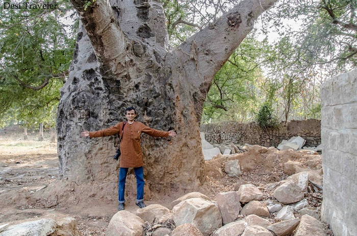 Human Chain baobab tree save