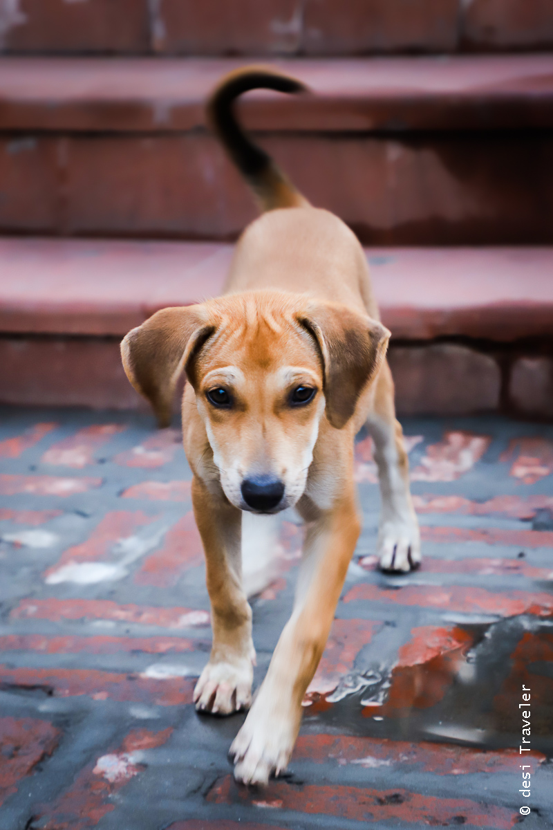A curious puppy Dilli Haat INA Market