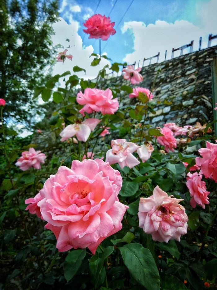Rose bushes in flower