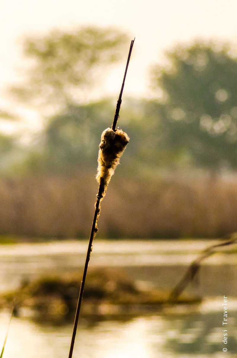 A dried grass twig Sultanpur National Park