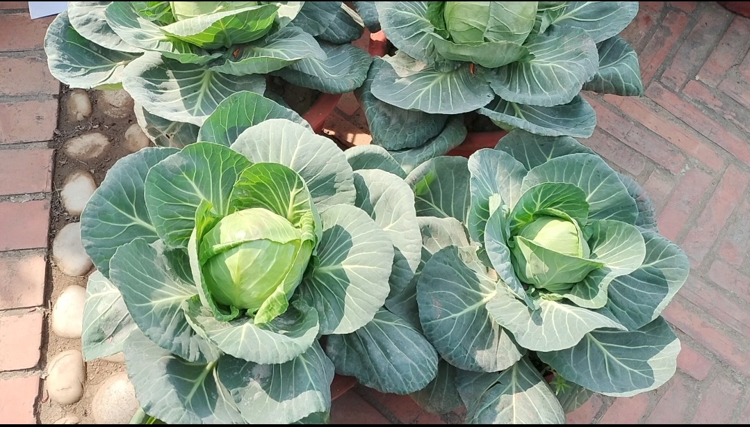 Cabbage grown in Pots