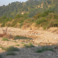 A Visit To Jim Corbett National Park To See Tigers