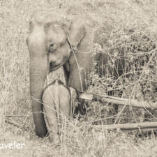 Human Elephant Conflict: Watching Wild Elephants in Wayanad Kerala