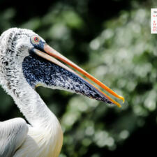 Free Download October 2019  Wallpaper Calendar – A Pelican In Singapore