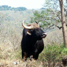Wild Elephants & Bisons - The Gentle Giants Of Mudumalai National Park