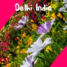 A Visit To Mughal Garden Rashtrapati Bhawan Delhi