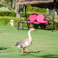 Birds, Bees, Flowers and Nature Watch at Pushkar Resorts Rajasthan