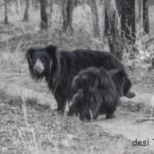 Wildlife Seen in Satpura National Park Madhya Pradesh India