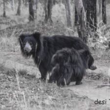 Wildlife Seen in Satpura National Park Madhya Pradesh India