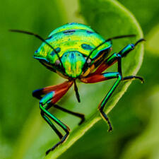 Jewel Bugs Of Mother Nature-Chrysocoris bugs