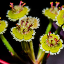 Desi Jugaad For Macro Photography Using Reverse Ring
