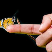 Butterfly Garden - Changi Airport Singapore